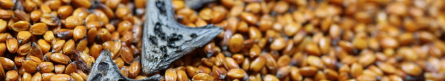 Seed image